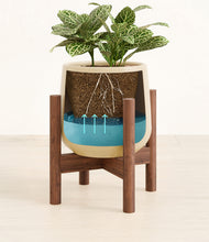 Load image into Gallery viewer, Almond Green stand:walnut