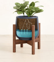 Load image into Gallery viewer, Deep Navy stand:walnut