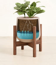 Load image into Gallery viewer, Eternal Gray stand:walnut