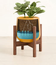 Load image into Gallery viewer, Mustard stand:walnut