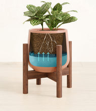 Load image into Gallery viewer, Calm Rose stand:walnut