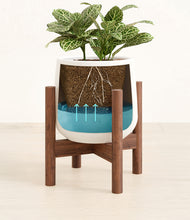 Load image into Gallery viewer, White stand:walnut