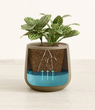 Load image into Gallery viewer, Olive