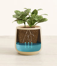 Load image into Gallery viewer, Almond Green