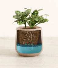 Load image into Gallery viewer, Eternal Gray