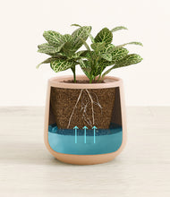 Load image into Gallery viewer, Gentle Pink