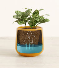 Load image into Gallery viewer, Mustard