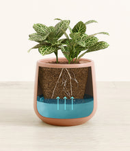 Load image into Gallery viewer, Calm Rose