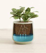 Load image into Gallery viewer, Turquoise