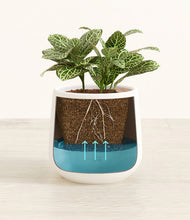 Load image into Gallery viewer, White