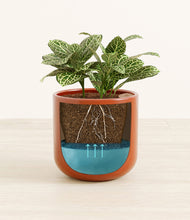 Load image into Gallery viewer, Glossy Red