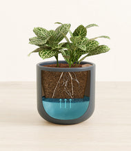 Load image into Gallery viewer, Iron Gray