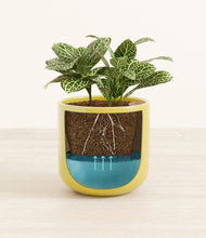 Load image into Gallery viewer, Key Lime Yellow