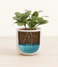 Load image into Gallery viewer, Cotton White