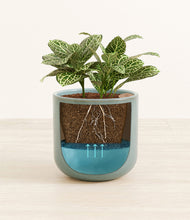 Load image into Gallery viewer, Reactive Aqua