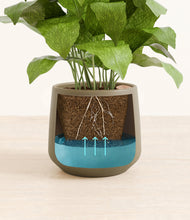 Load image into Gallery viewer, Olive