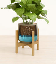 Load image into Gallery viewer, Olive stand:bamboo