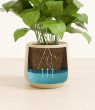 Load image into Gallery viewer, Almond Green