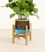 Load image into Gallery viewer, Almond Green stand:bamboo