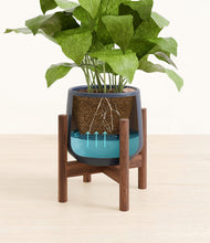 Load image into Gallery viewer, Deep Navy stand:walnut