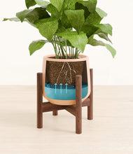 Load image into Gallery viewer, Gentle Pink stand:walnut