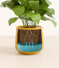 Load image into Gallery viewer, Mustard