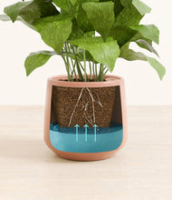 Load image into Gallery viewer, Calm Rose