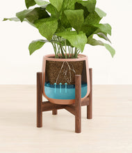 Load image into Gallery viewer, Calm Rose stand:walnut