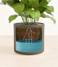 Load image into Gallery viewer, Dark Olive