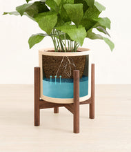 Load image into Gallery viewer, Cream stand:walnut