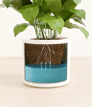 Load image into Gallery viewer, White