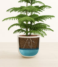 Load image into Gallery viewer, Natural Bamboo