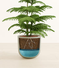 Load image into Gallery viewer, Sage Green