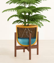 Load image into Gallery viewer, Sunset Orange stand:walnut