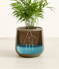 Load image into Gallery viewer, -