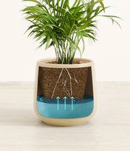 Load image into Gallery viewer, -