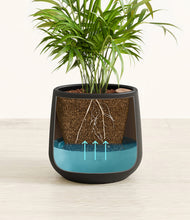 Load image into Gallery viewer, -