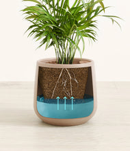 Load image into Gallery viewer, -