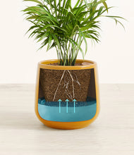 Load image into Gallery viewer, -