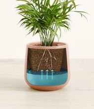 Load image into Gallery viewer, -