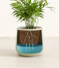 Load image into Gallery viewer, -