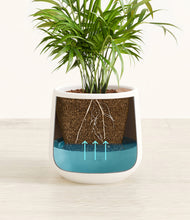 Load image into Gallery viewer, -