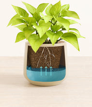 Load image into Gallery viewer, -