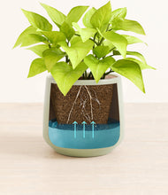 Load image into Gallery viewer, -