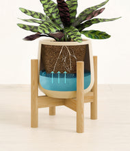 Load image into Gallery viewer, Almond Green stand:bamboo