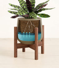 Load image into Gallery viewer, Olive stand:walnut