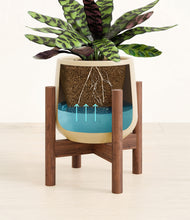 Load image into Gallery viewer, Almond Green stand:walnut