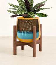 Load image into Gallery viewer, Mustard stand:walnut