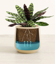 Load image into Gallery viewer, Almond Green