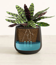 Load image into Gallery viewer, Black